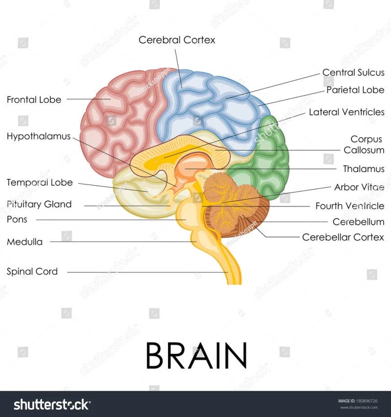 Wired to Repeat: The Brain Science Behind Why Loop Games Are Impossible to Put Down